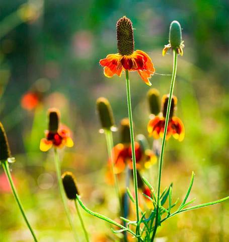 Coneflower Prairie Raatibida - West Coast Seeds