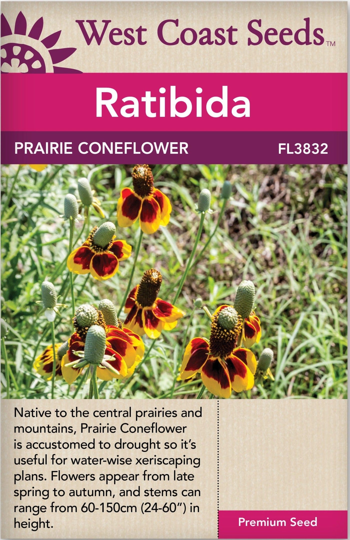 Coneflower Prairie Raatibida - West Coast Seeds