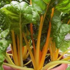 Container Chard Pot of Gold - Renee's Garden