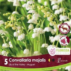 Convallaria Majalis Lily of the Valley White spring bulbs