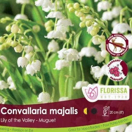 Convallaria Majalis Lily of the Valley White spring bulbs