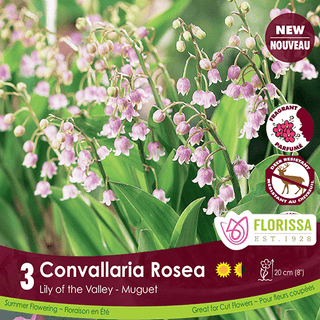 Convallaria Majalis Rosea, 3 Pack