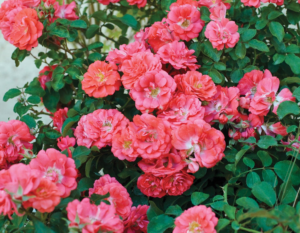 Coral Drift - Star Roses and Plants