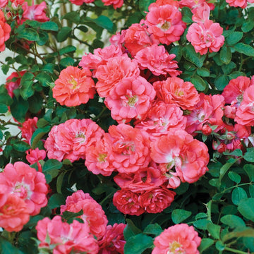 Coral Drift - Star Roses and Plants