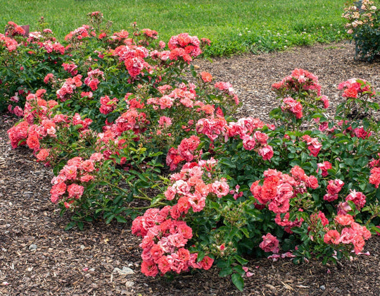 Coral Drift - Star Roses and Plants