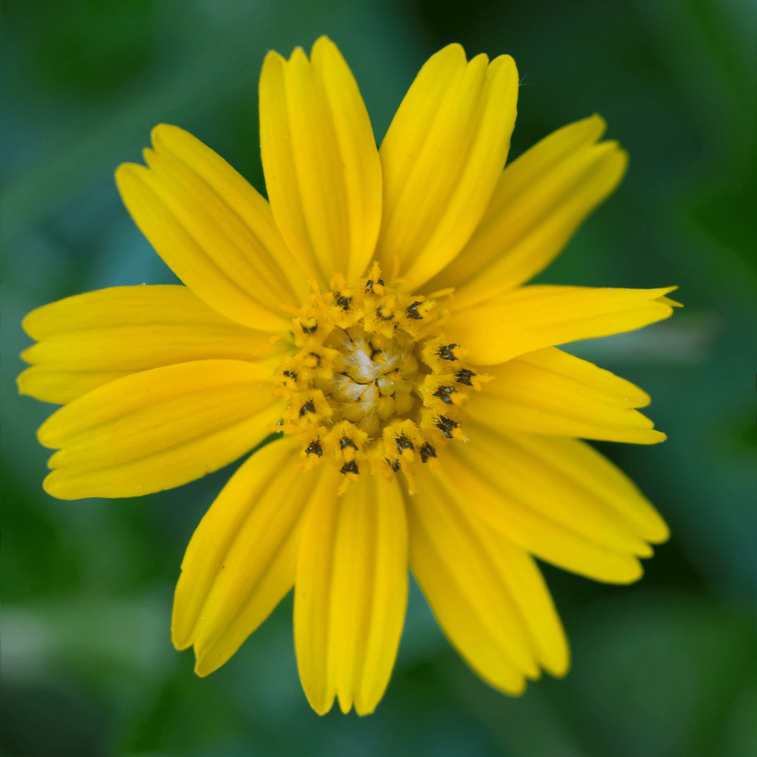 Coreopsis - Saanich Organics