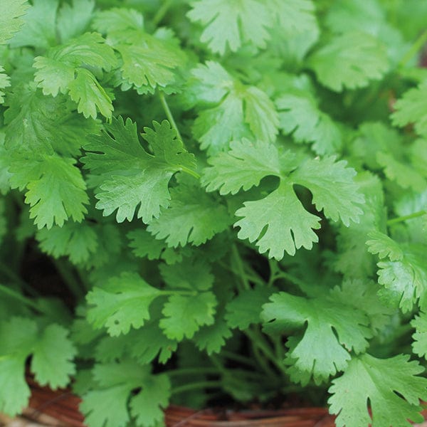 Coriander Cilantro