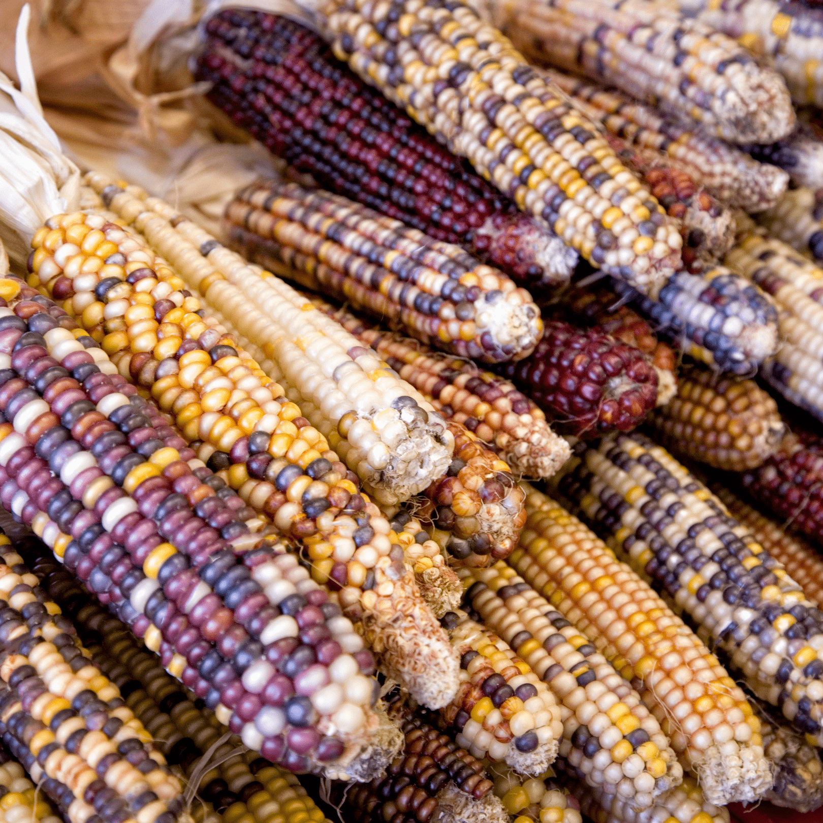 Corn American Indian Flour - Salt Spring Seeds