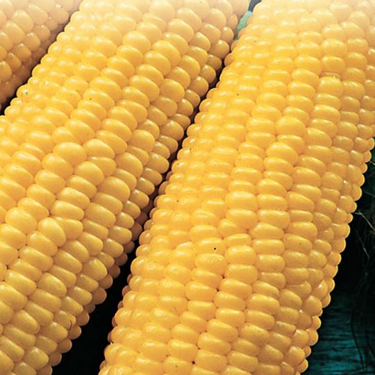 Corn Bodacious - McKenzie Seeds