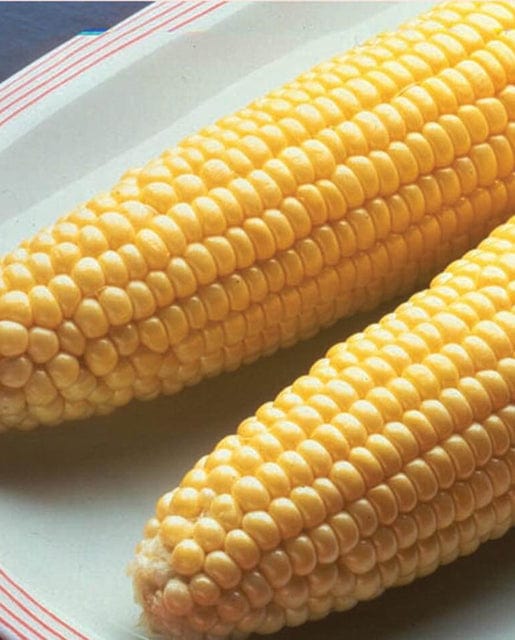 Corn Bodacious - West Coast Seeds