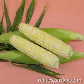 Corn Bon Jour Bicolor - Renee's Garden Seeds