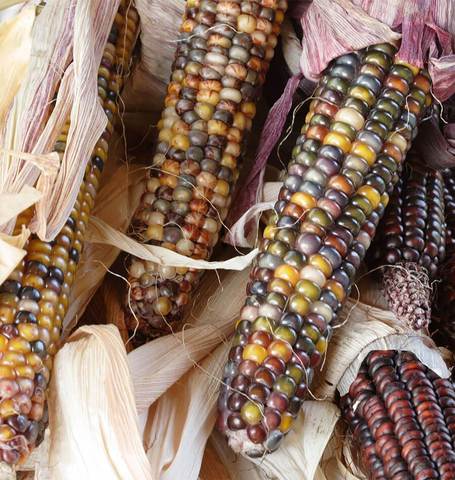 Corn Calico Popcorn - West Coast Seeds
