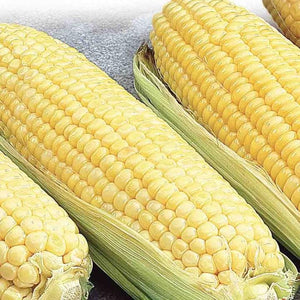 Corn Canadian Early Supersweet Hybrid - McKenzie Seeds 