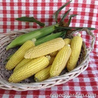 Corn Early Casino - Renee's Garden Seeds