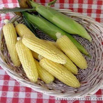 Corn Early Casino - Renee's Garden Seeds