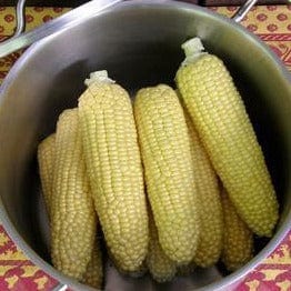 Corn Early Casino - Renee's Garden Seeds
