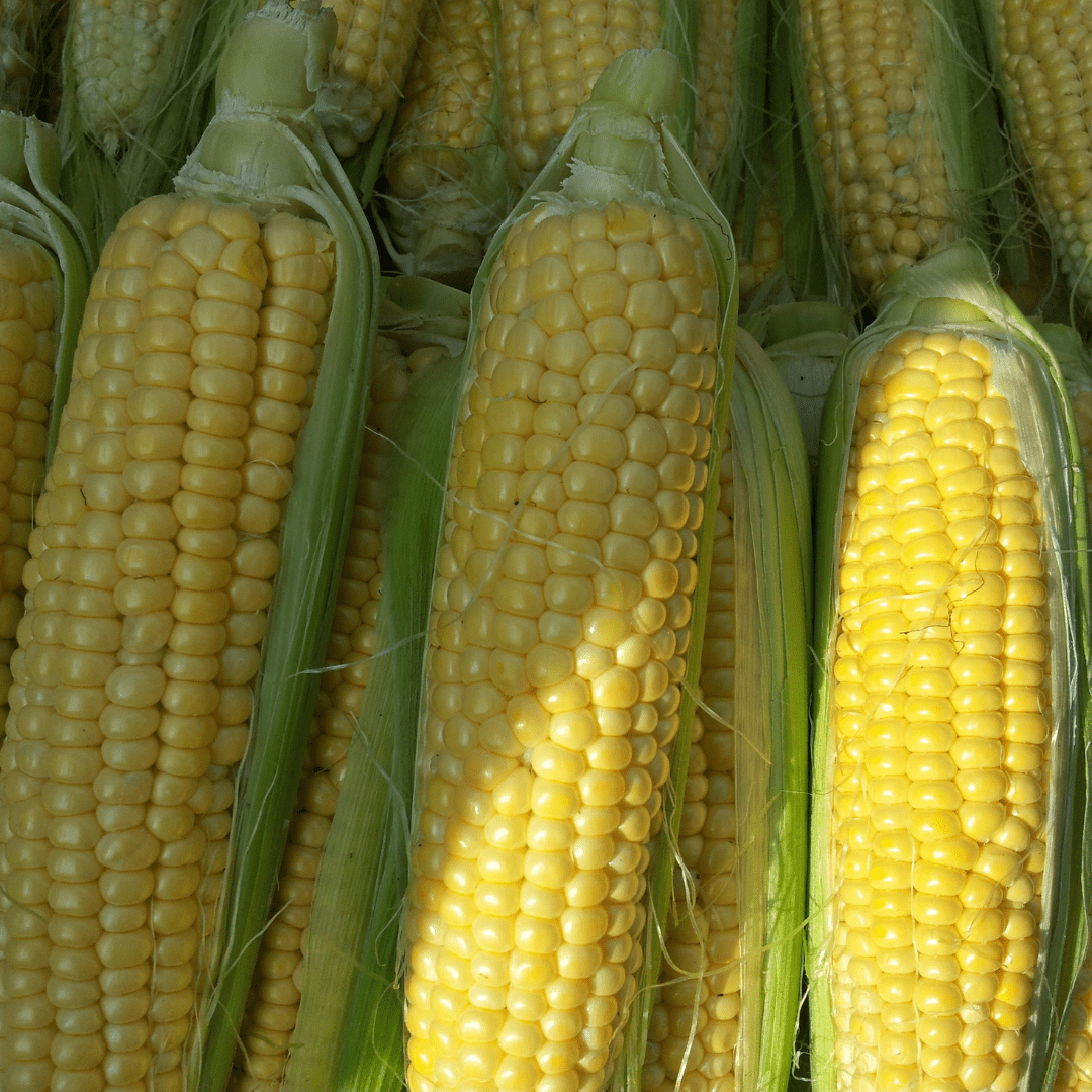 Corn Early Sunglow Hybrid - Burpee Seeds