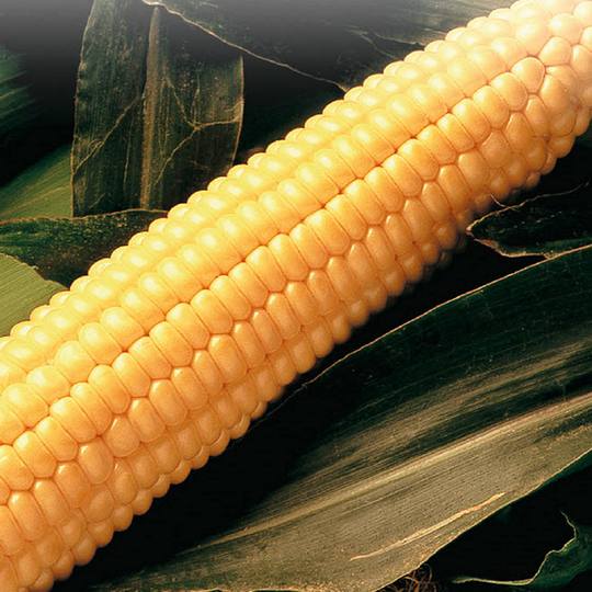 Corn Early Sunglow - McKenzie Seeds
