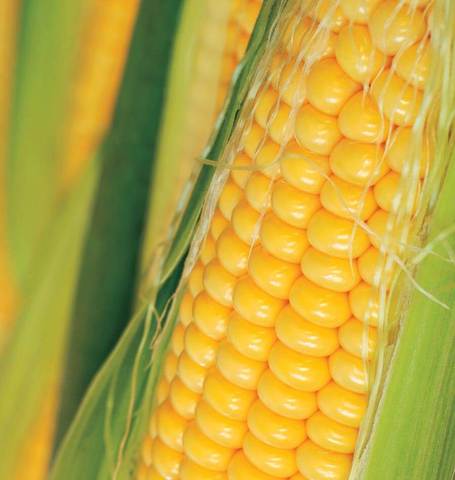 Corn Golden Bantam - West Coast Seeds