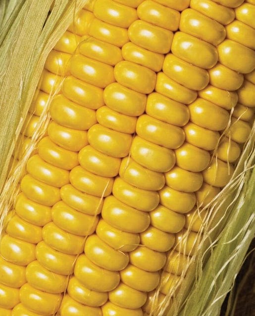 Corn Golden Jubilee - West Coast Seeds
