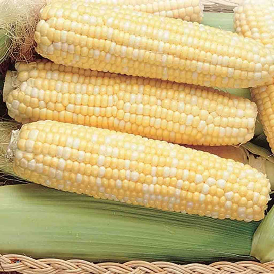 Corn Honey & Cream Bicolor - McKenzie Seeds 