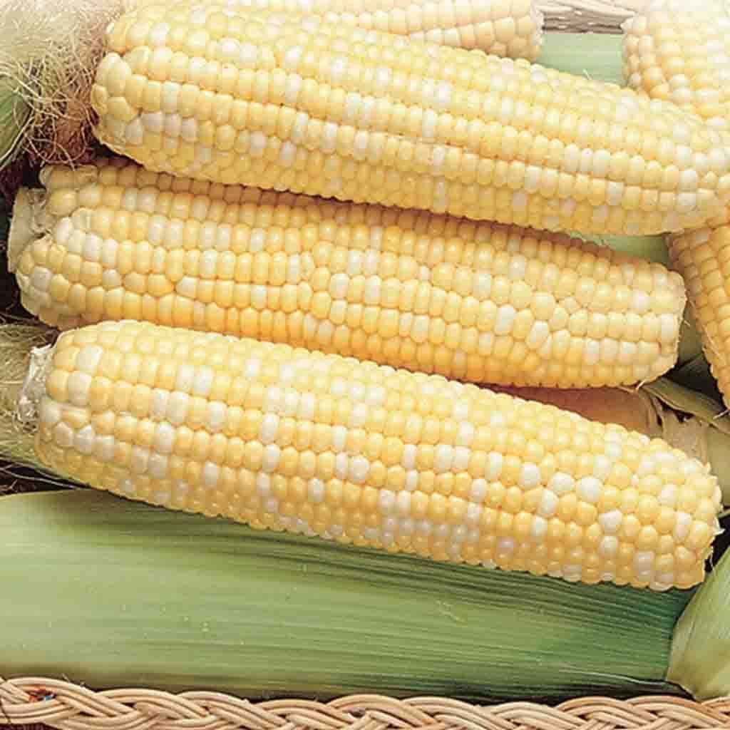 Corn Honey & Cream Bicolor SU - McKenzie Seeds – Wildwood Outdoor
