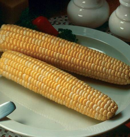 Corn Honey & Cream - West Coast Seeds