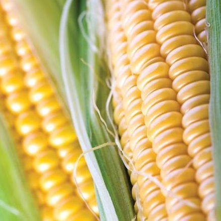 Corn Jubilee Super Sweet - West Coast Seeds