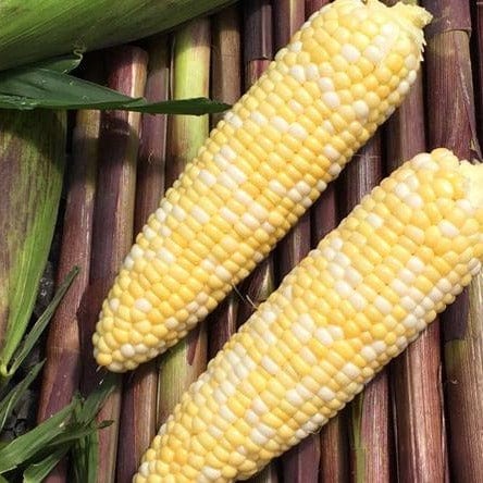 Corn Picasso - West Coast Seeds