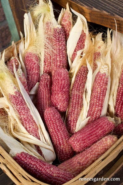 Corn Pink Pearls Mini Popcorn - Renee's Garden