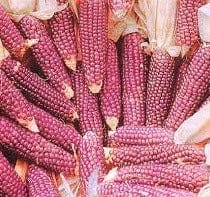 Corn Pink Popcorn - Salt Spring Seeds