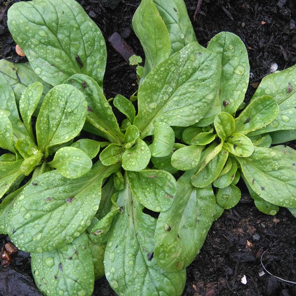 Corn Salad Mache "Vit" - Saanich Organics