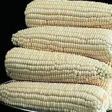 Corn Silver Queen Bonus Pack - Cornucopia Seeds