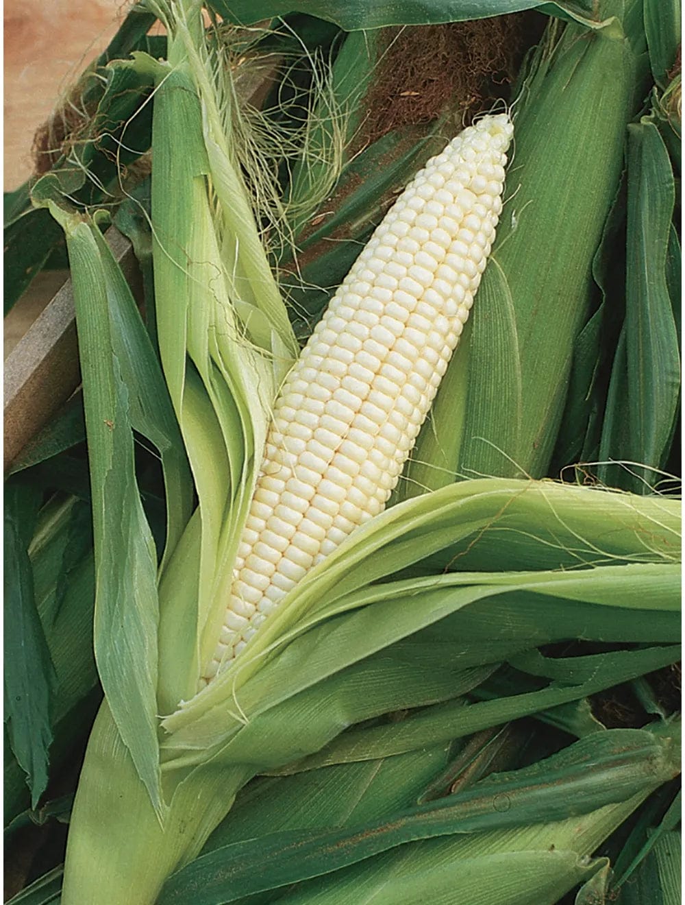 Corn Silver Queen - Burpee Seeds