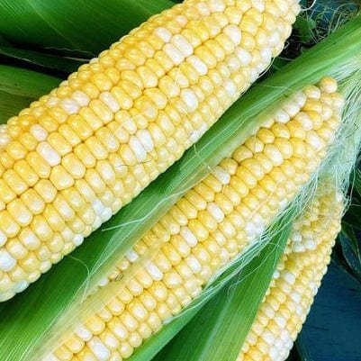 Corn Simplicity - West Coast Seeds