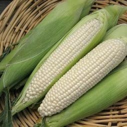 Corn Sugar Pearl - Renee's Garden Seeds