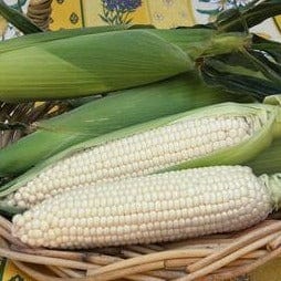 Corn Sugar Pearl - Renee's Garden Seeds