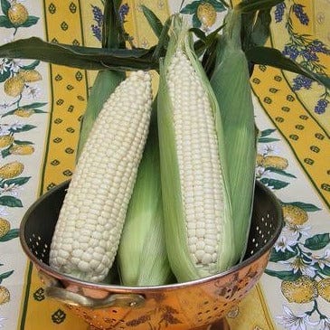 Corn Sugar Pearl - Renee's Garden Seeds