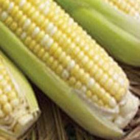 Corn Supersweet 2171 - Aimers