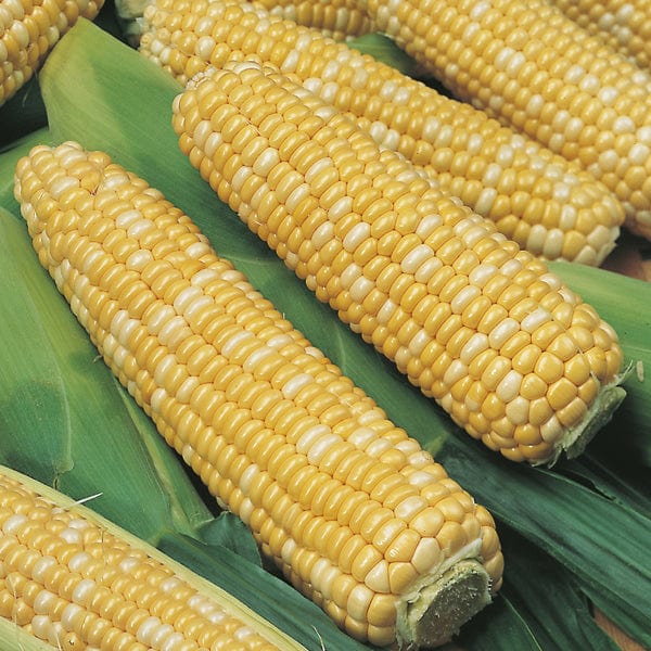 Sweet Corn Ambrosia F1