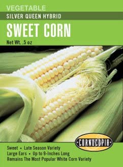 Corn Sweet Silver Queen Hybrid - Cornucopia Seeds