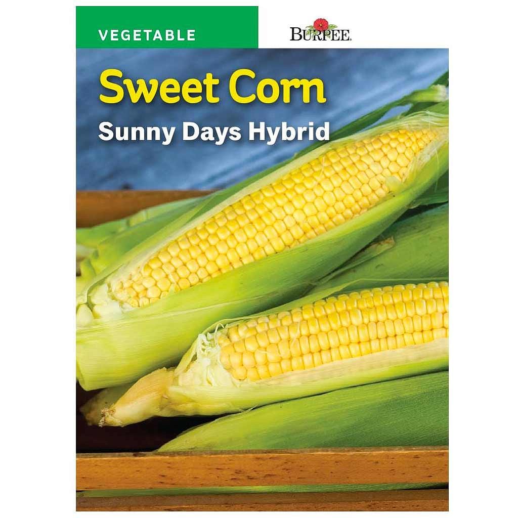 Corn (Sweet) Sunny Days Hybrid - Burpee Seeds