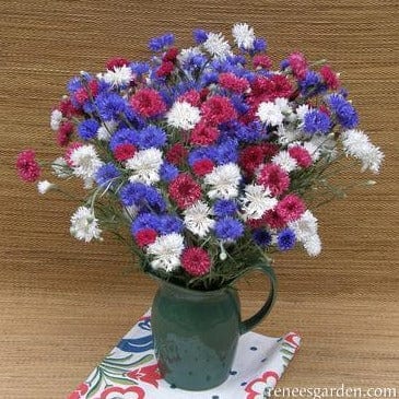 Cornflower 4th of July Mix - Renee's Garden Seeds