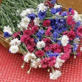 Cornflower 4th of July Mix - Renee's Garden Seeds