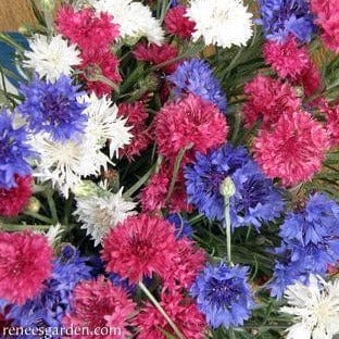 Cornflower 4th of July Mix - Renee's Garden Seeds