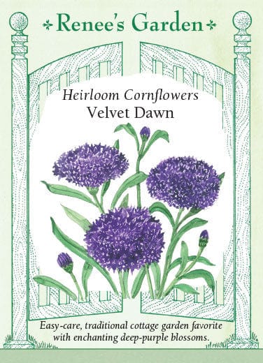 Cornflower Velvet Dawn - Renee's Garden