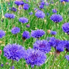 Cornflowers Blue Boy - Renee's Garden
