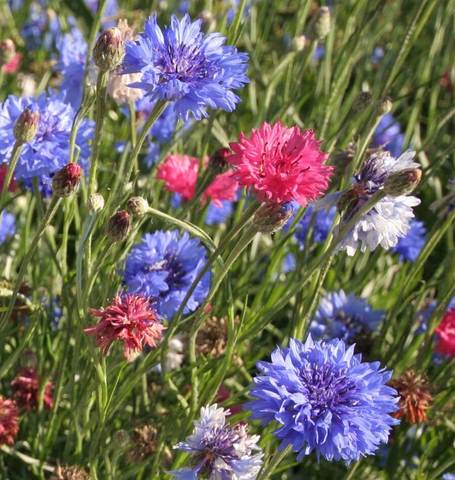 Cornflowers Tall Mixed - West Coast Seeds