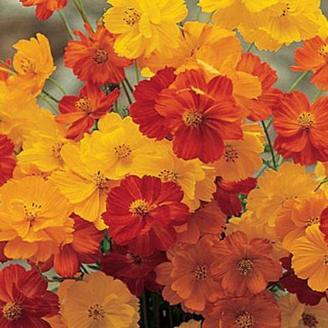 Cosmos Bright Lights - Burpee Seeds