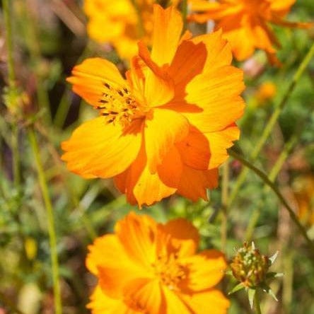 Cosmos Bright Lights - West Coast Seeds